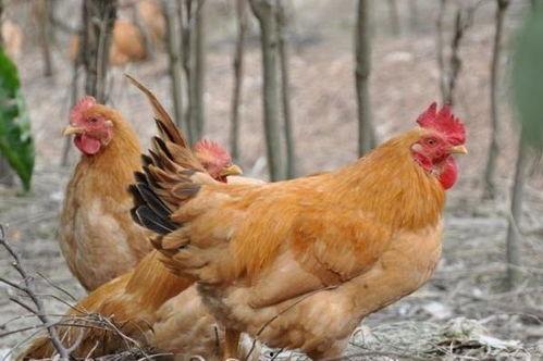 飞哥爆料整只鸡视频大全,整只鸡视频大全，烹饪技巧一网打尽